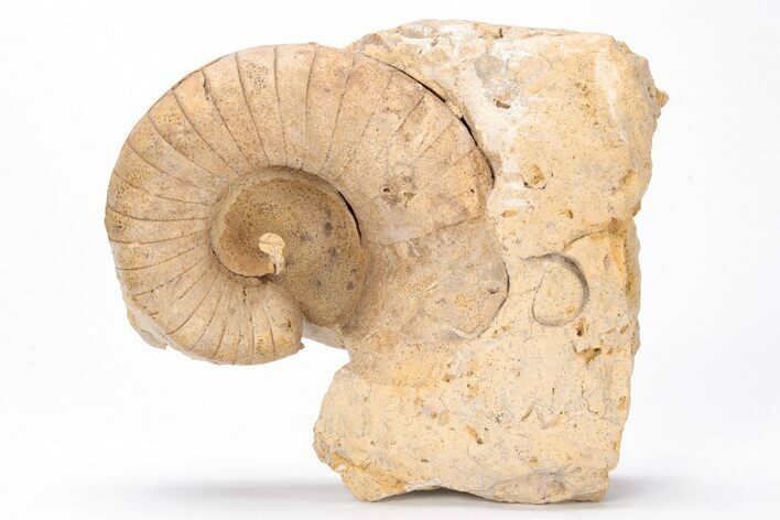 Ordovician Nautiloid (Plectoceras) Fossil - Wisconsin #215201